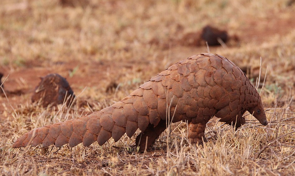 Steppenschuppentier / Pangolin (Smutsia temminckii)