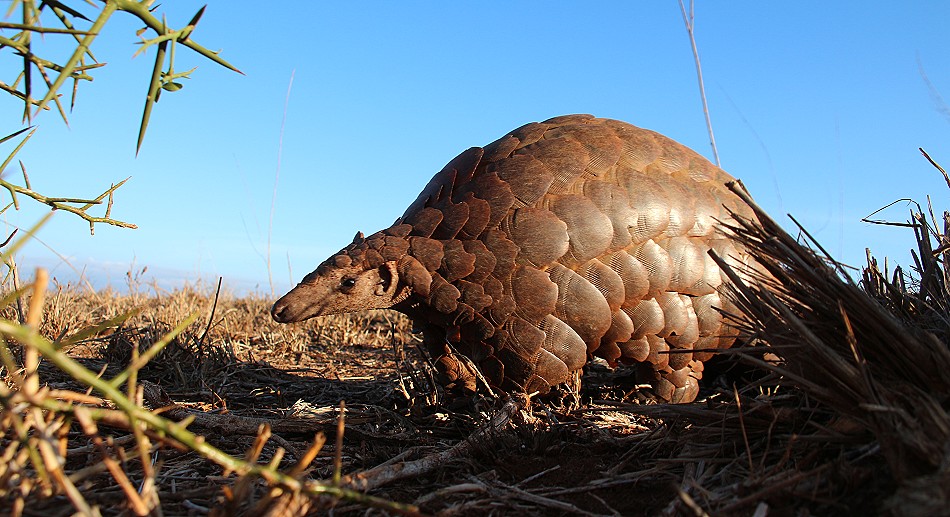 Steppenschuppentier / Pangolin (Smutsia temminckii)