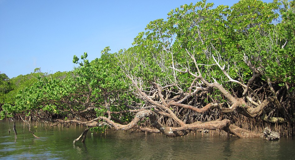 Lamu - Manda Bay Resort - Kayak Mangroven Tour