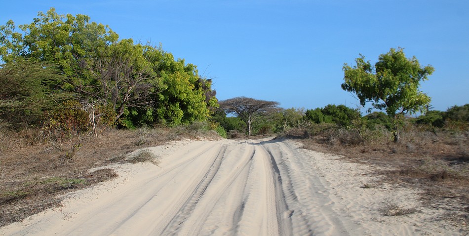Lamu - Manda Bay Resort - Bush walk