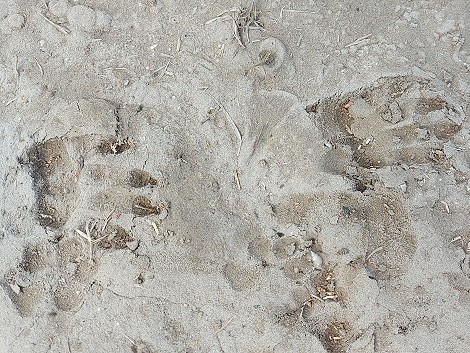 Lamu - Manda Bay Resort - Bush walk