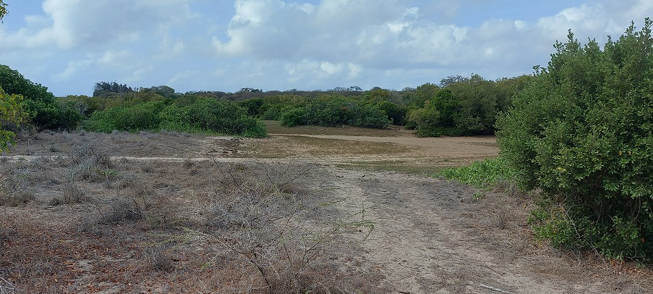 Lamu - Manda Bay Resort - Bush walk