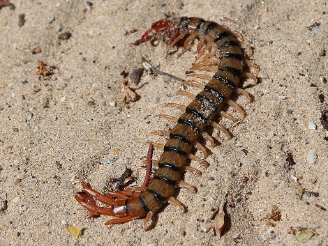 Lamu - Manda Bay Resort - Bush walk