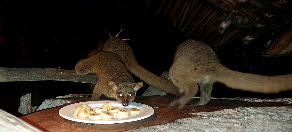 Lamu - Manda Bay Resort - Manda Island