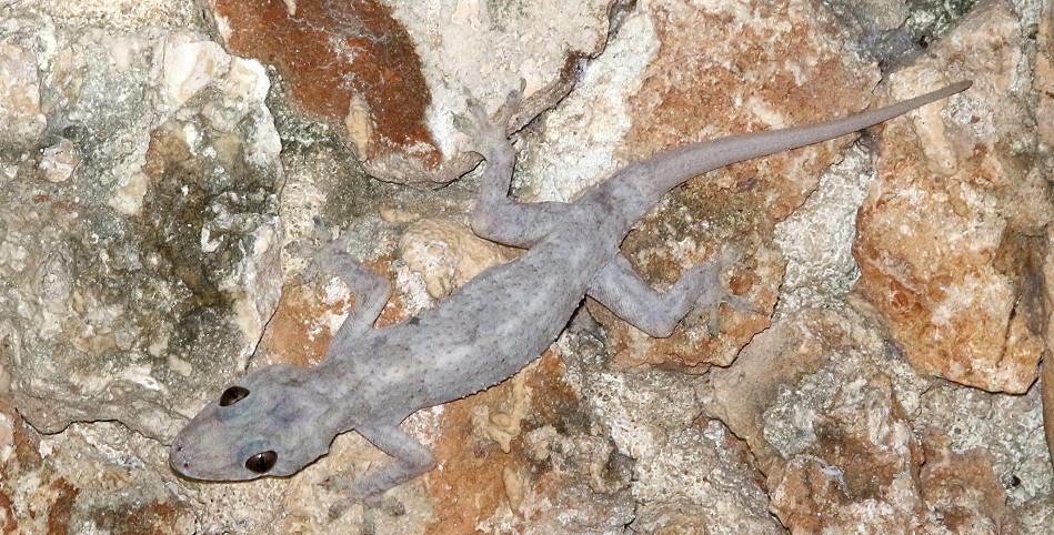 House Gecko, Lamu - Samaki House