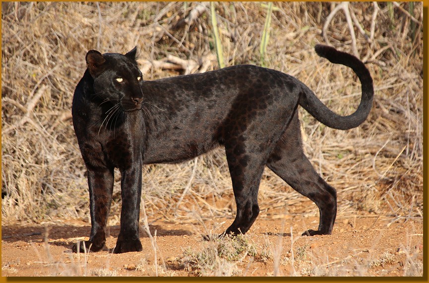 Giza, Black Leopard - Laikipia Wilderness