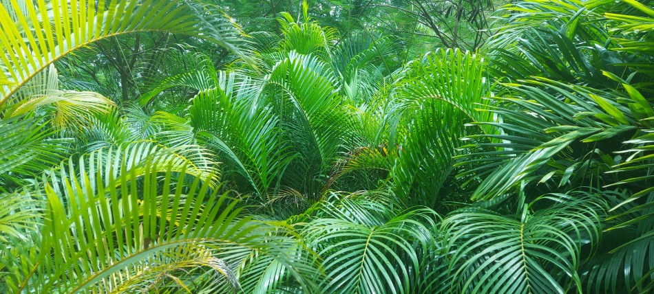 der tropische Garten des Boko Boko
