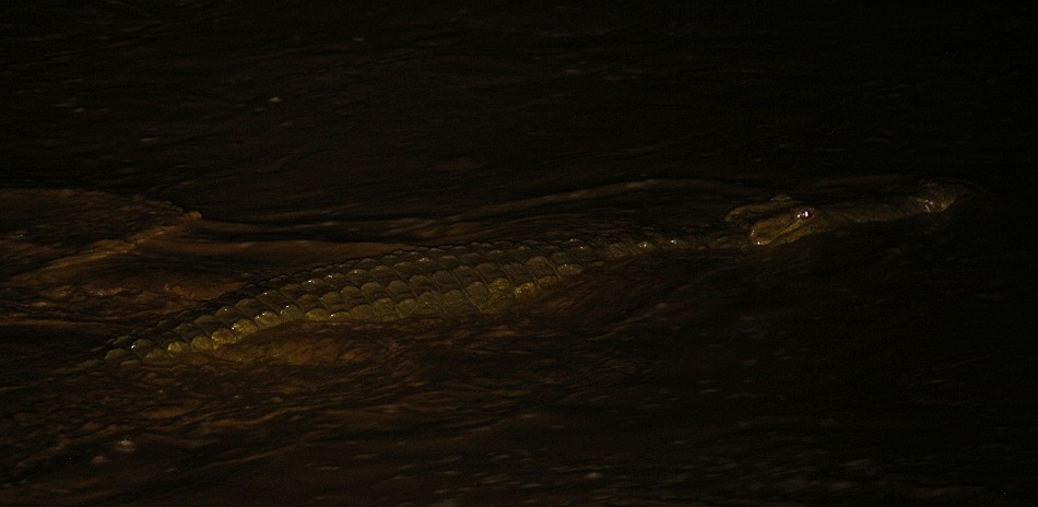 ein Nilkrokodil vor der Terrasse