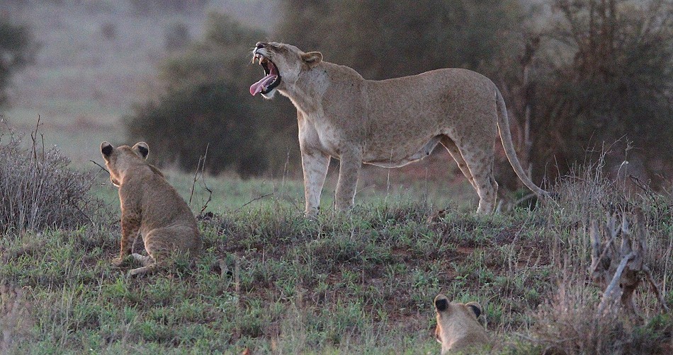 brüllende Löwen im Lumo Conservancy