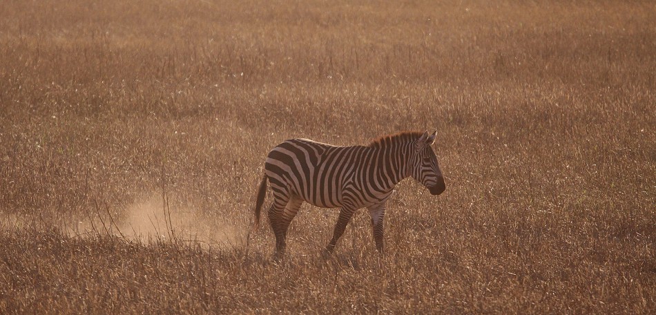 Zebra am frühen Morgen, Lumo Conservancy