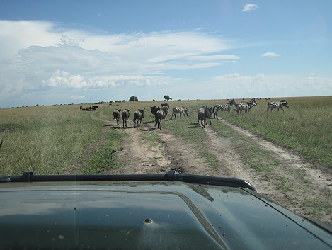 Auf Pirschfahrt in der Masai Mara