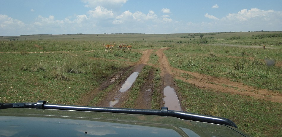 auf Pirschfahrt in der Masai Mara