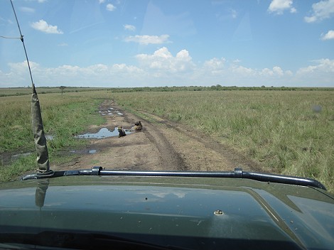 auf Pirschfahrt in der Masai Mara