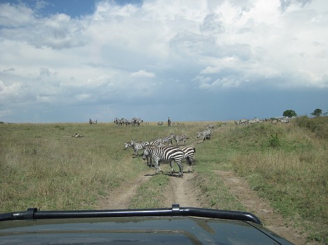 Auf Pirschfahrt in der Masai Mara