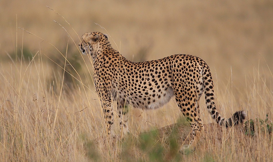 die Gepardin Neema, Masai Mara