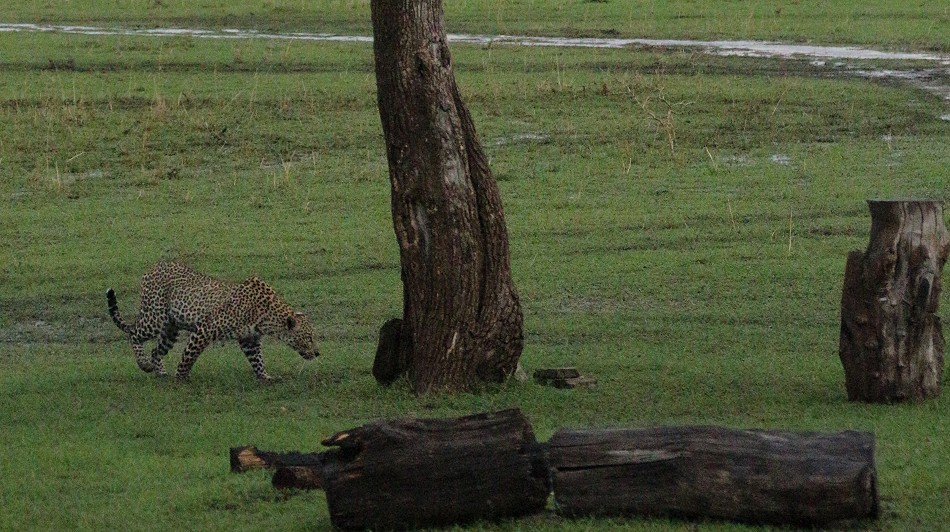 Leopard kehrt zur Beute zurück, Faulu