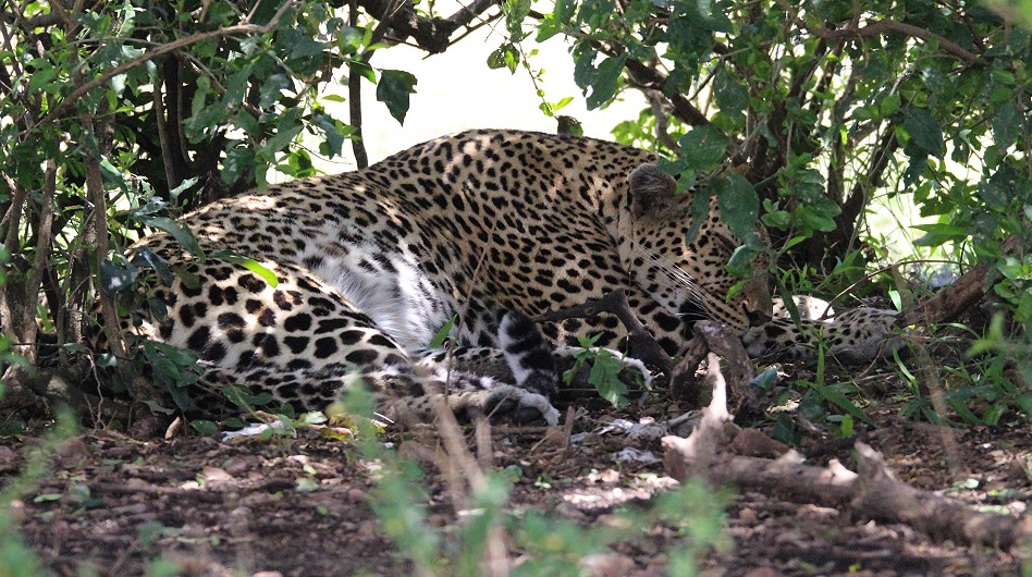 Leopard, Weibchen - Luluka