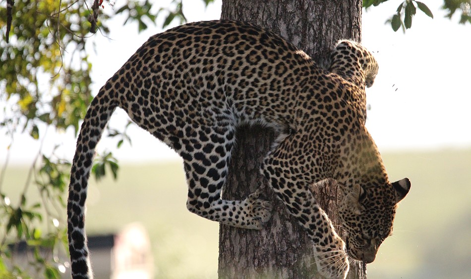 Leopardin Olakera flüchtet vor Pavianen