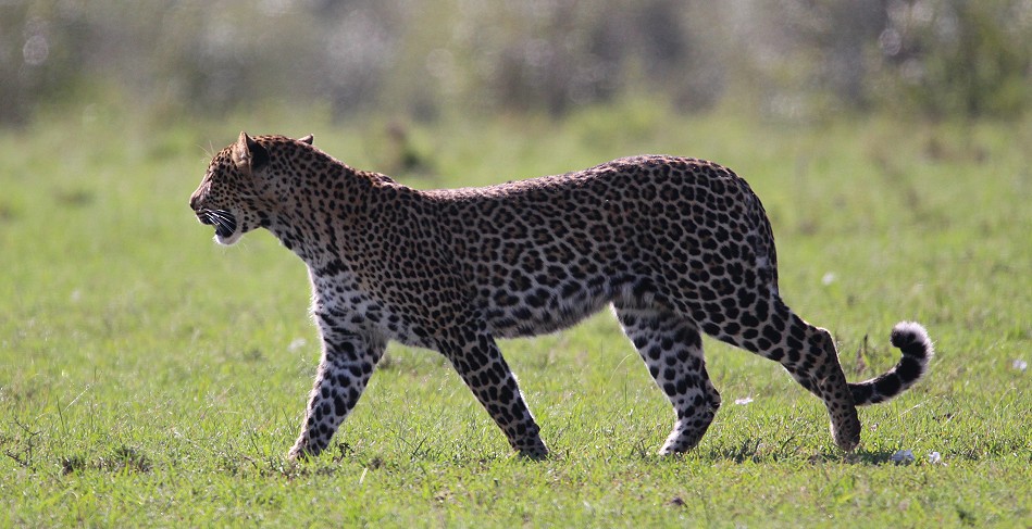 Leopardin, Olakera