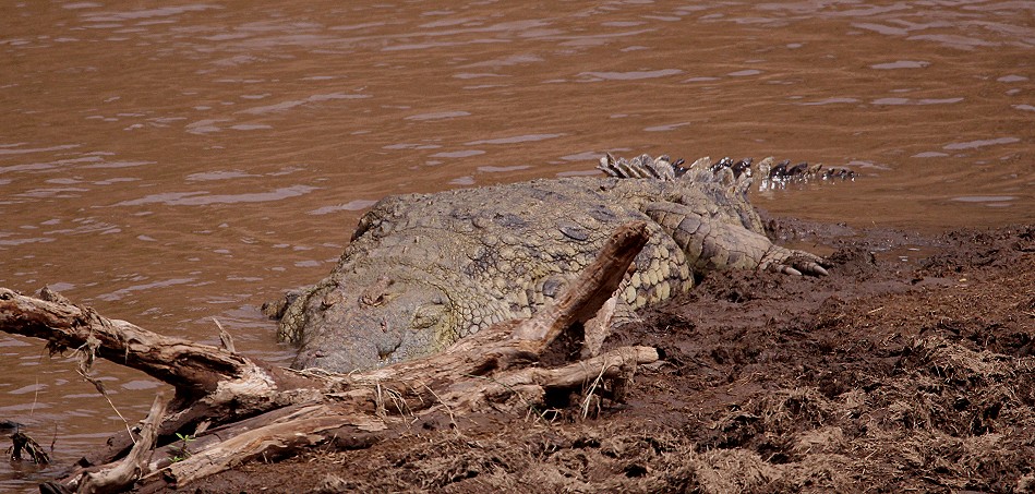 Nlkrokodil am Mara Fluss