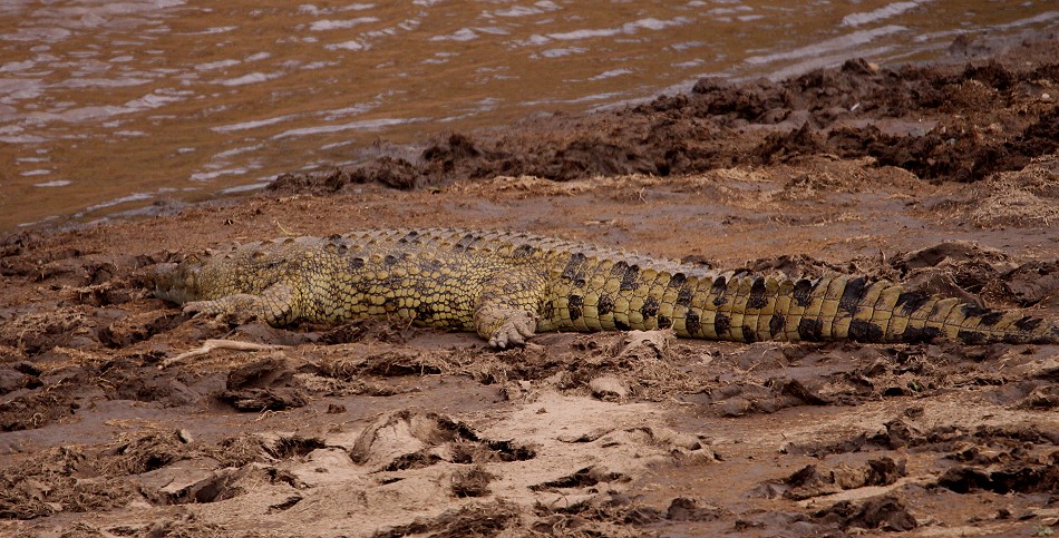 Nilkrokodil im Mara Fluss