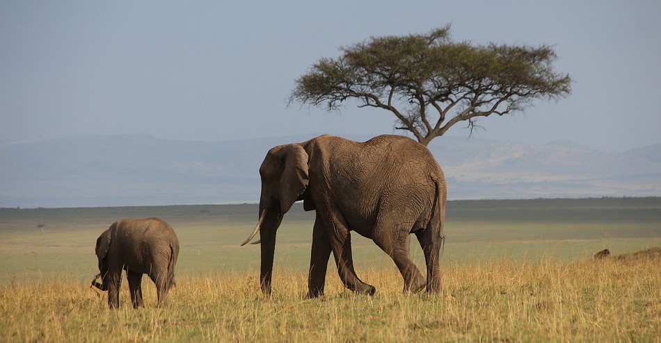 Elefanten in der Masai Mara