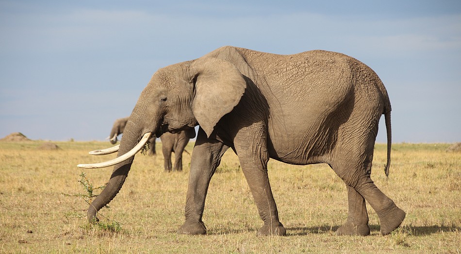 Elefanten in der Masai Mara