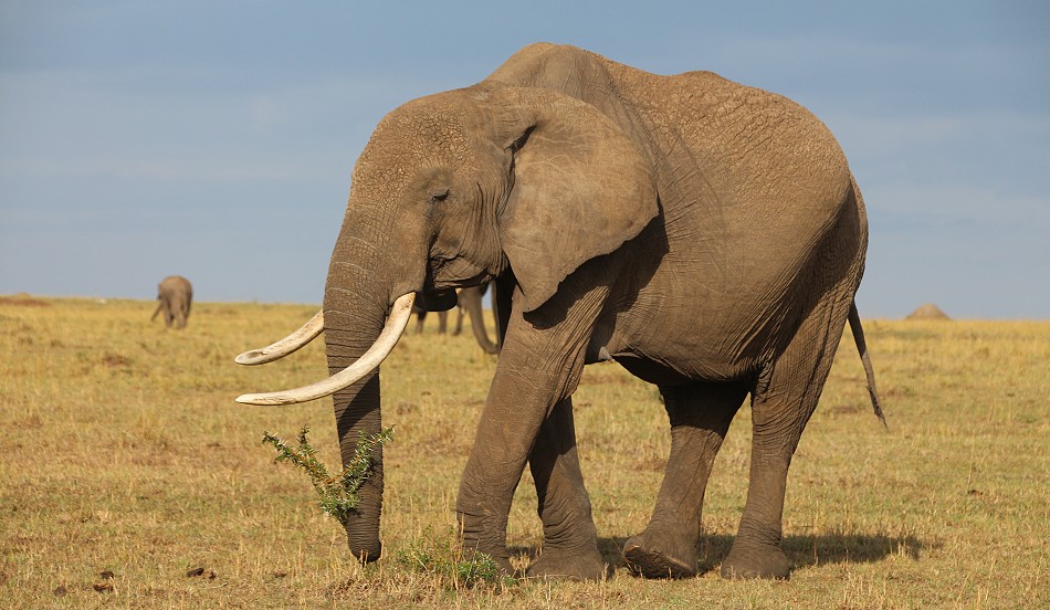Elefanten in der Masai Mara