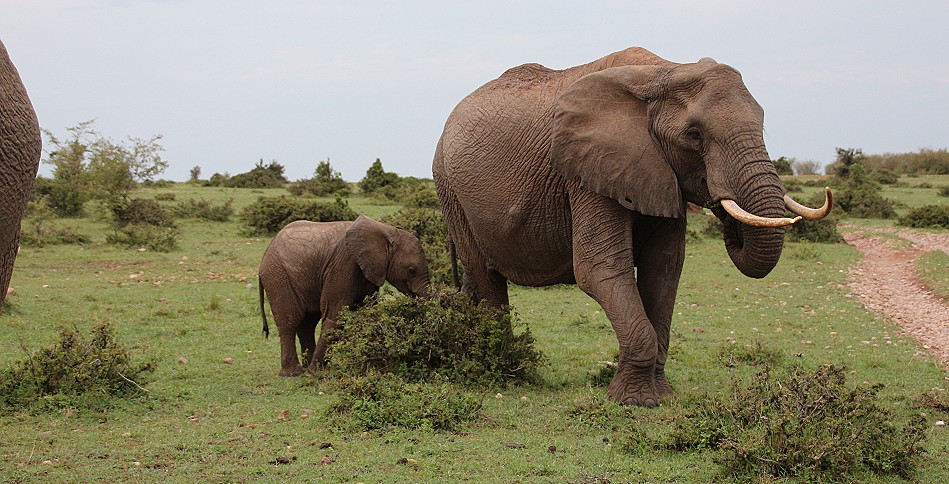 Elefanten fressen junge Akazien, Masai Mara