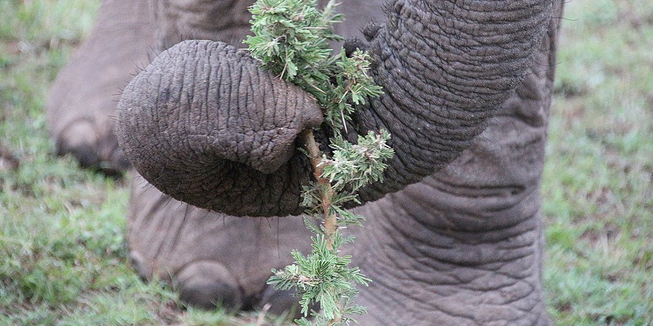 Elefanten fressen junge Akazien, Masai Mara