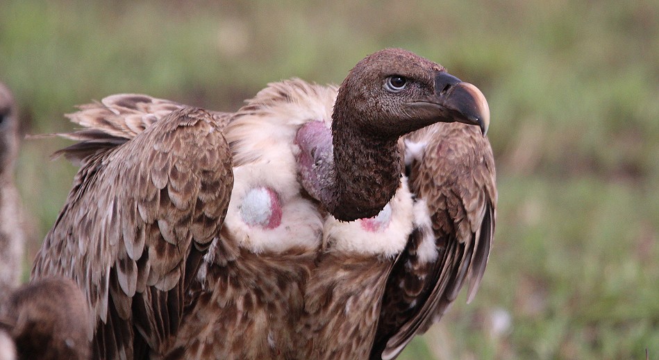 Geier am Gnukadaver