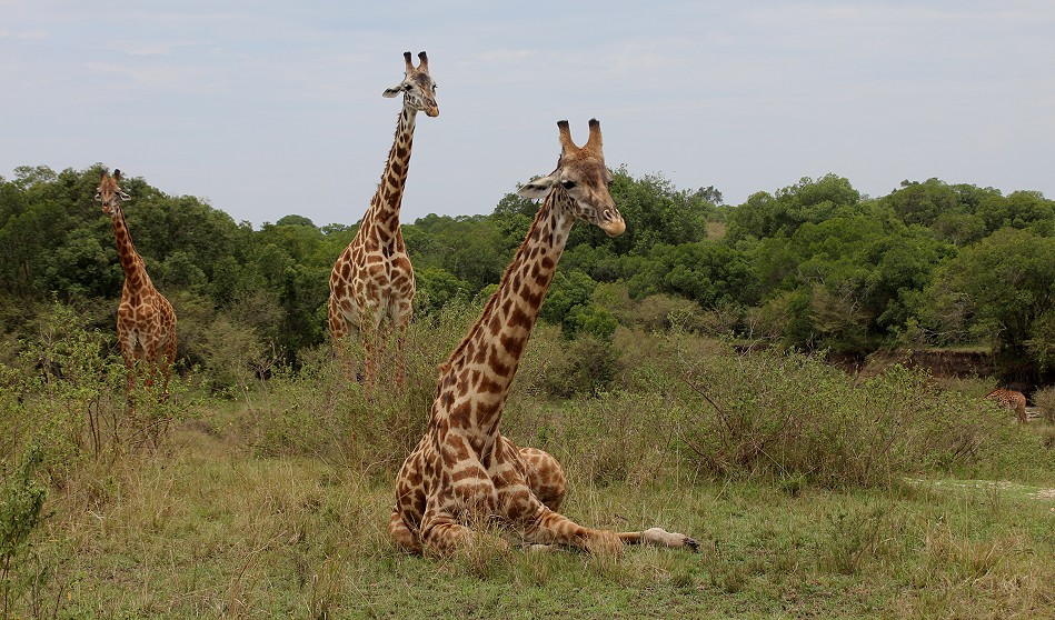 liegende Masai Giraffen