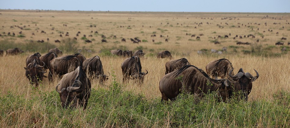Migration in der Masai Mara