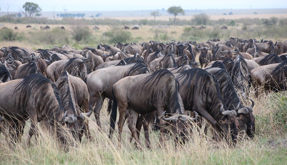 Migration in der Masai Mara