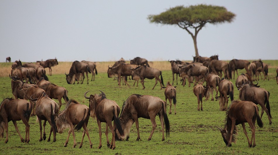 Migration in der Masai Mara
