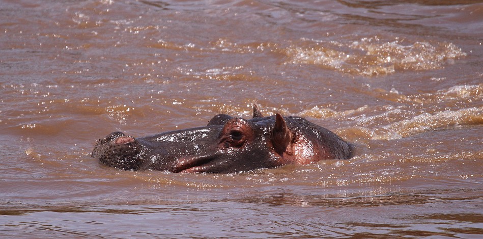 Flusspferde im Mara Fluss