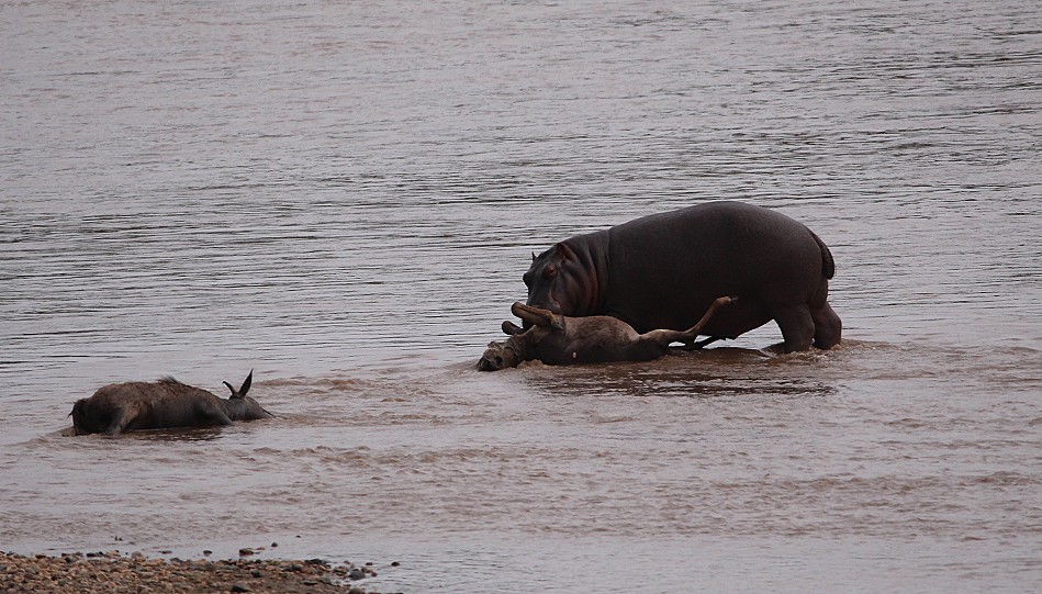 Fleisch fressende Flusspferde im Mara River