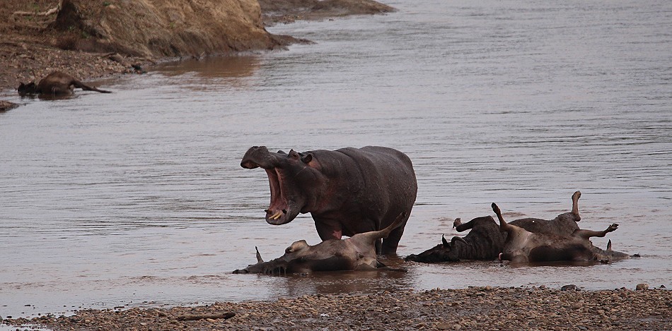 Fleisch fressende Flusspferde im Mara River