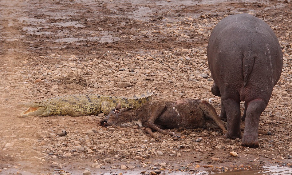 Fleisch fressende Flusspferde im Mara River