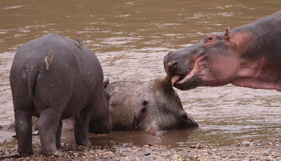 Fleisch fressende Flusspferde im Mara River