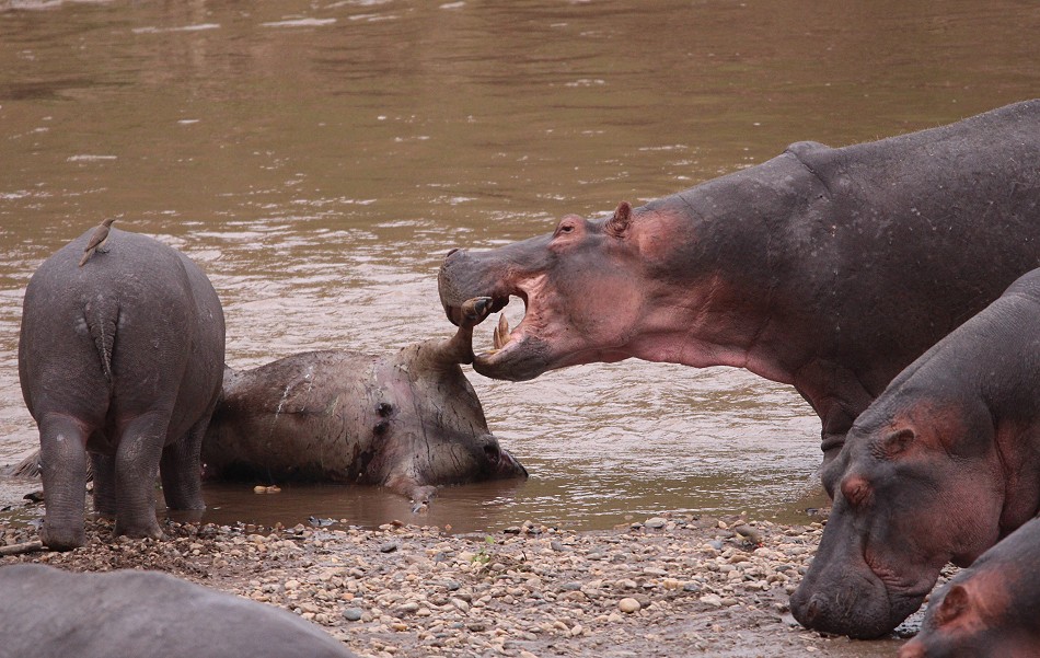 Fleisch fressende Flusspferde im Mara River