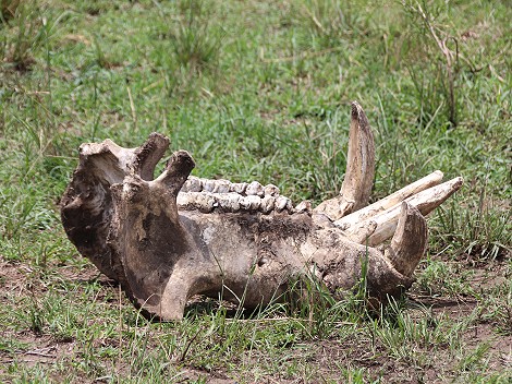 Flusspferdschädel in der Masai Mara