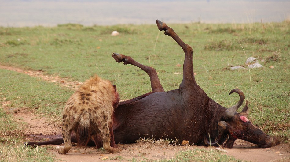 Tüpfelhyänen haben Gnu gerissen