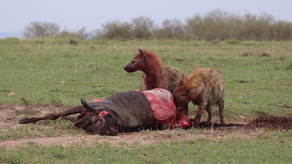 Tüpfelhyänen haben Gnu gerissen
