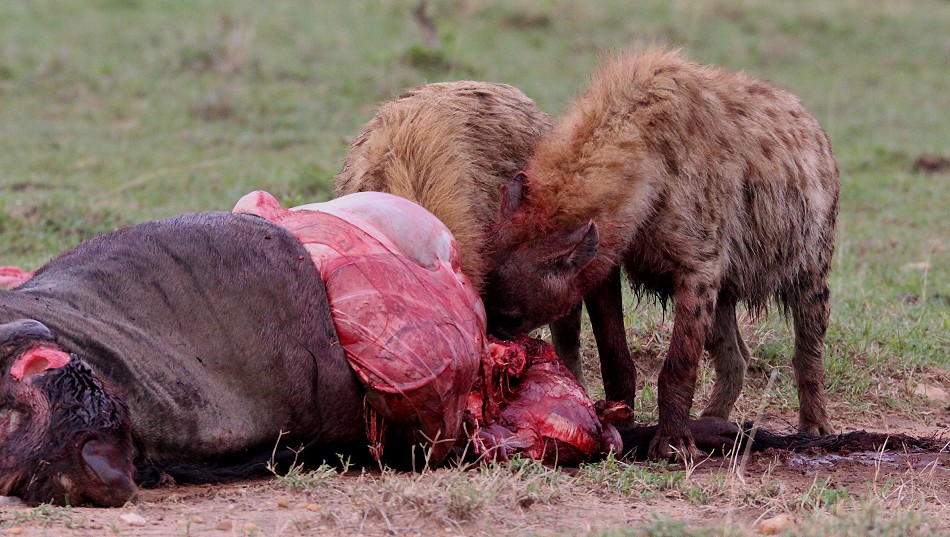 Tüpfelhyänen haben Gnu gerissen
