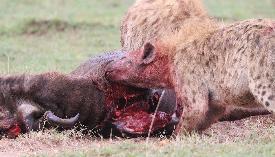 Tüpfelhyänen haben Gnu gerissen