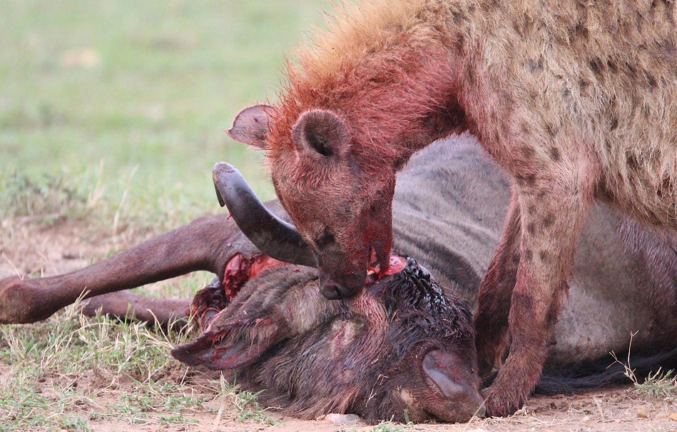 Tüpfelhyänen haben Gnu gerissen