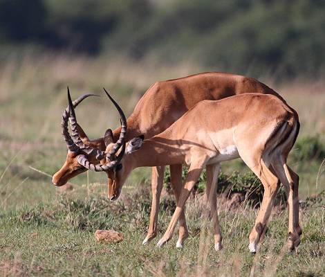 Impala Antilopen