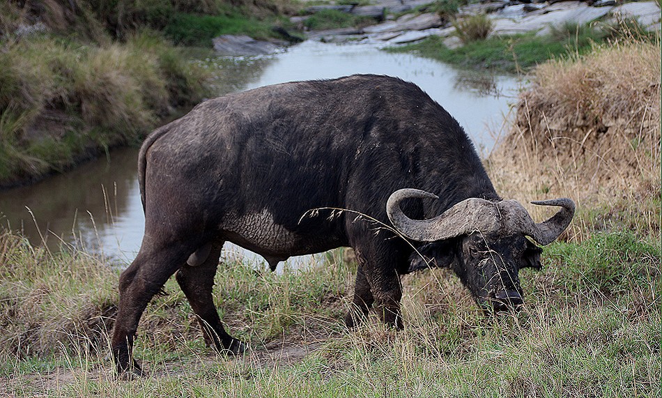 Kaffernbüffel in der Masai Mara