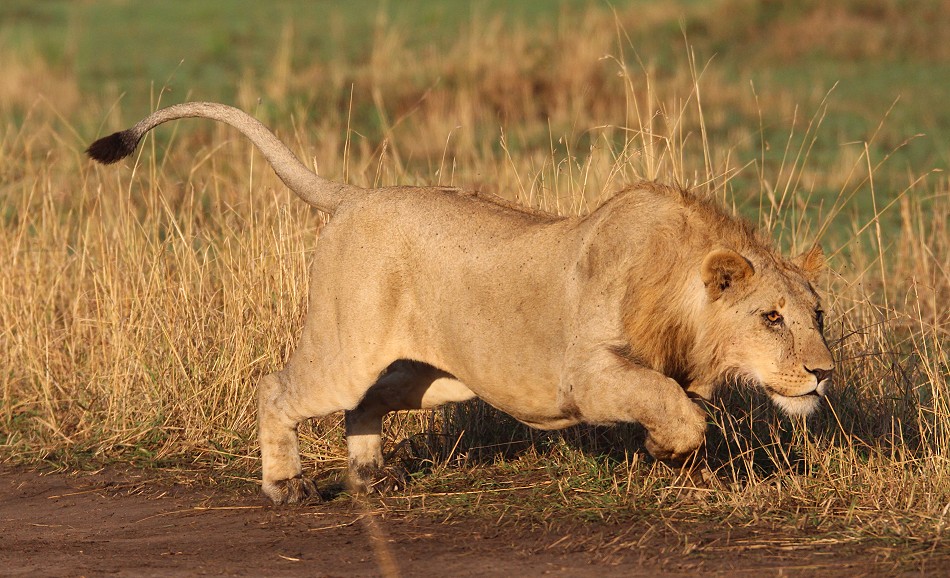 Rongai Löwen Rudel mit Beute und am Spielen